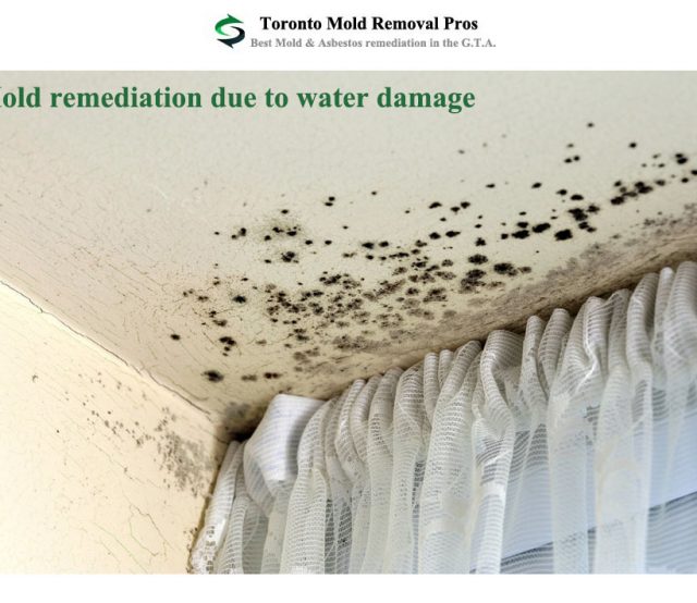 Toronto Mold removal from drywall