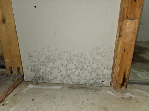 Toronto mold remediation mold in home drywall 1