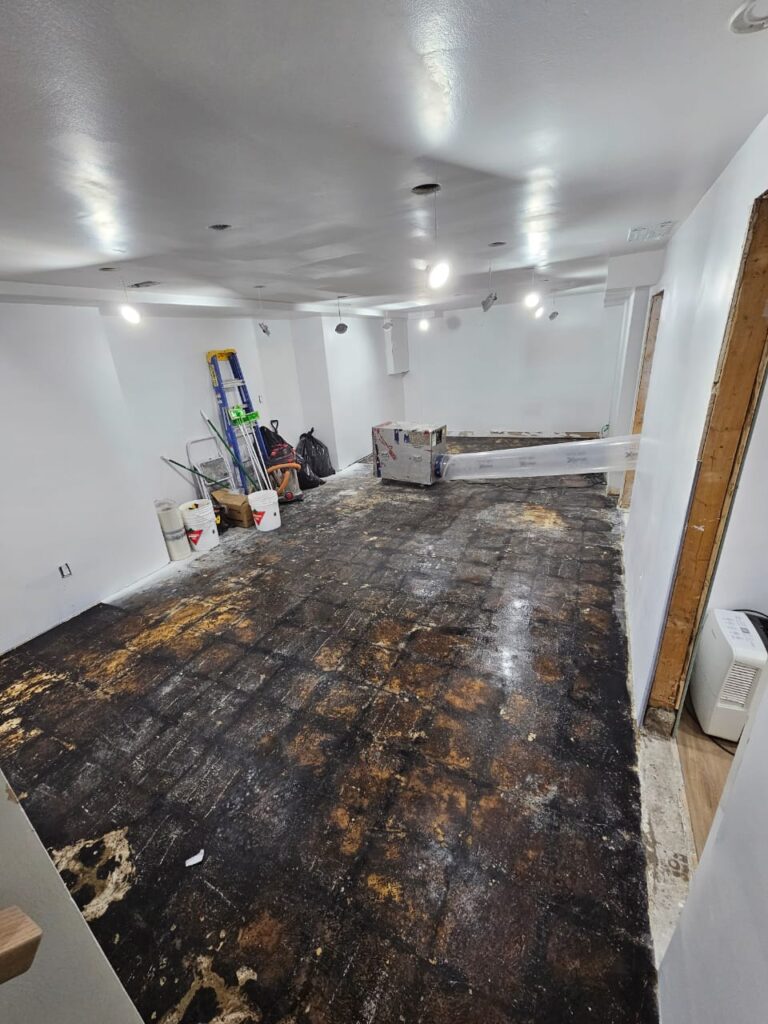 Mold in basement floor in York ON