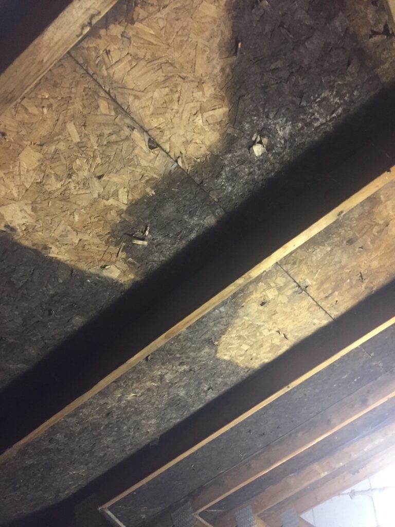 attic mold removal in York ON